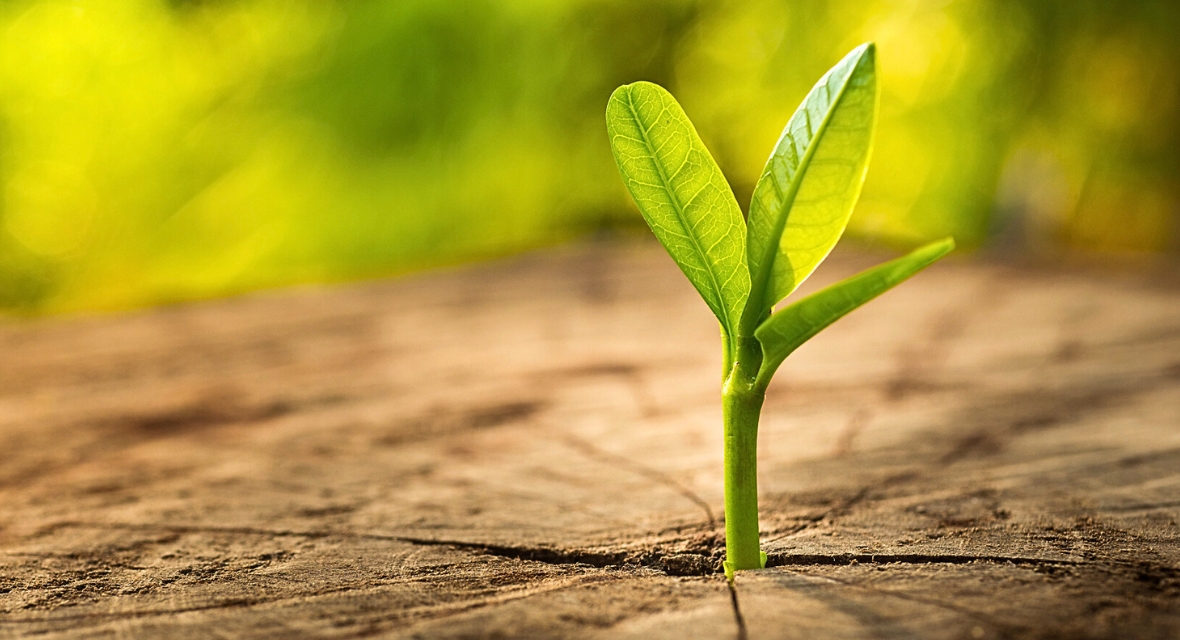 Blattknospe im Baumstamm Blattknospe wächst aus einem Baumstamm