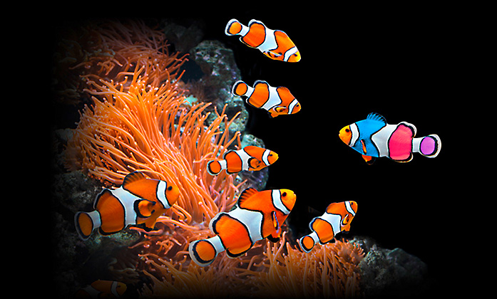 Clownfische und bunter Fisch schwimmen im Meer