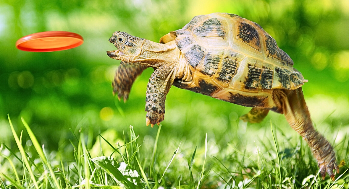 Schildkröte mit Frisbee Scheibe Schildkröte fängt im Sprung eine Frisbee Scheibe