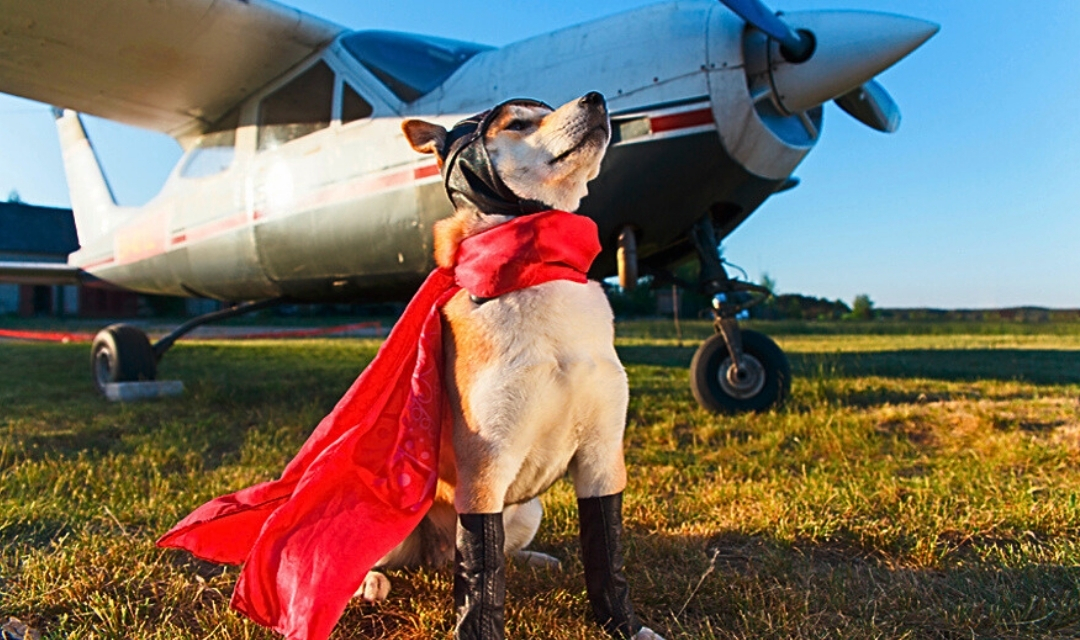 Stolzer Hund sitzt vor einem Flugzeug
